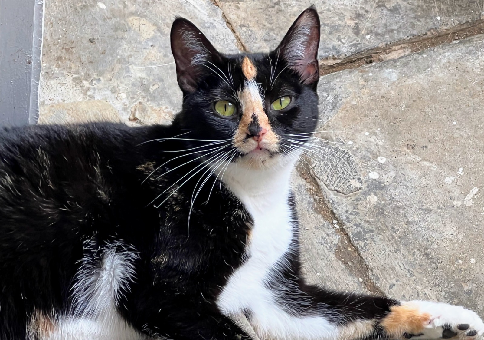 A black, white and ginger cat resting and looking toward the camera.