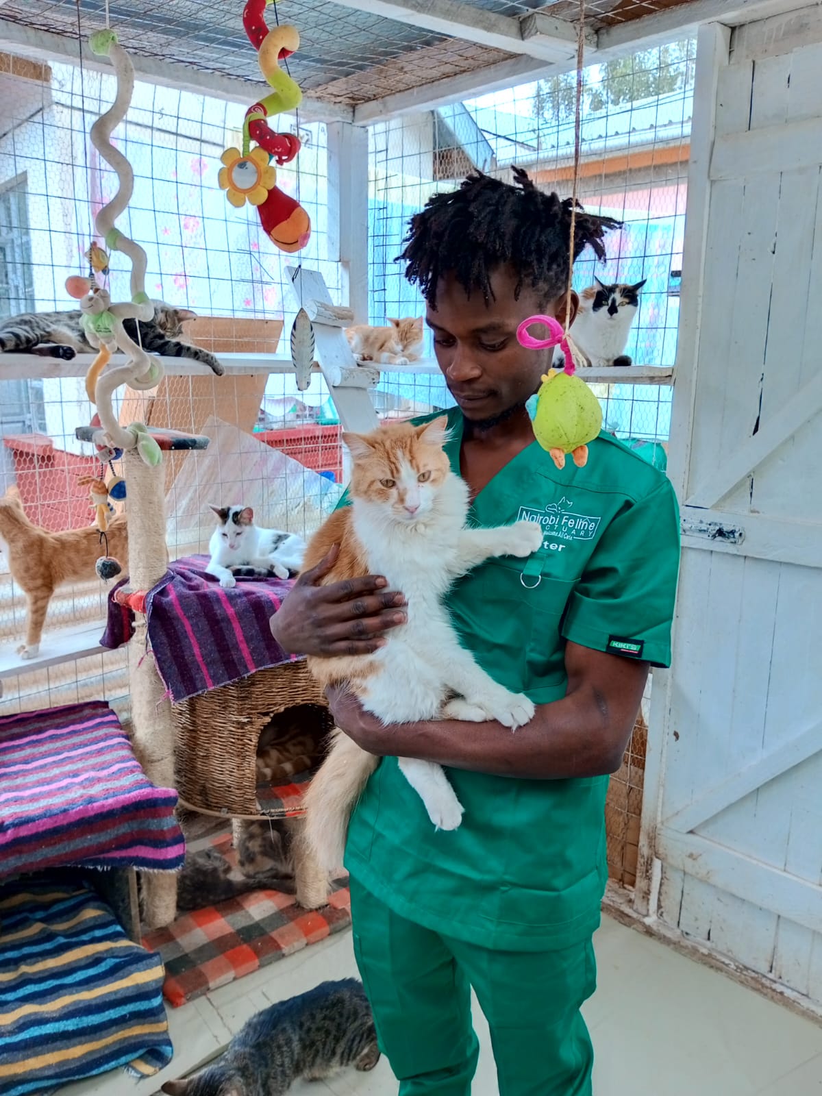 Nairobi Feline Sanctuary staff member holding an orange-and-white cat inside a cat enclosure.