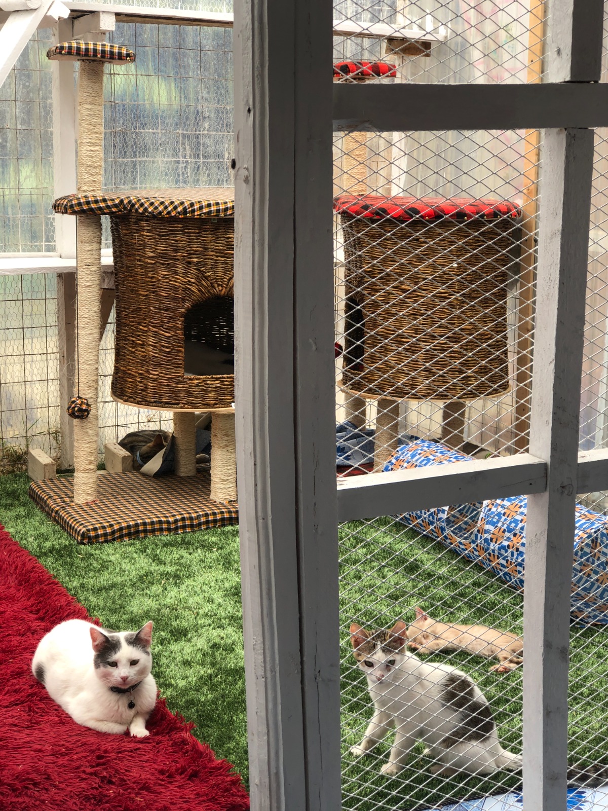 Cats resting among climbing structures and sheltered beds inside a secure sanctuary enclosure.