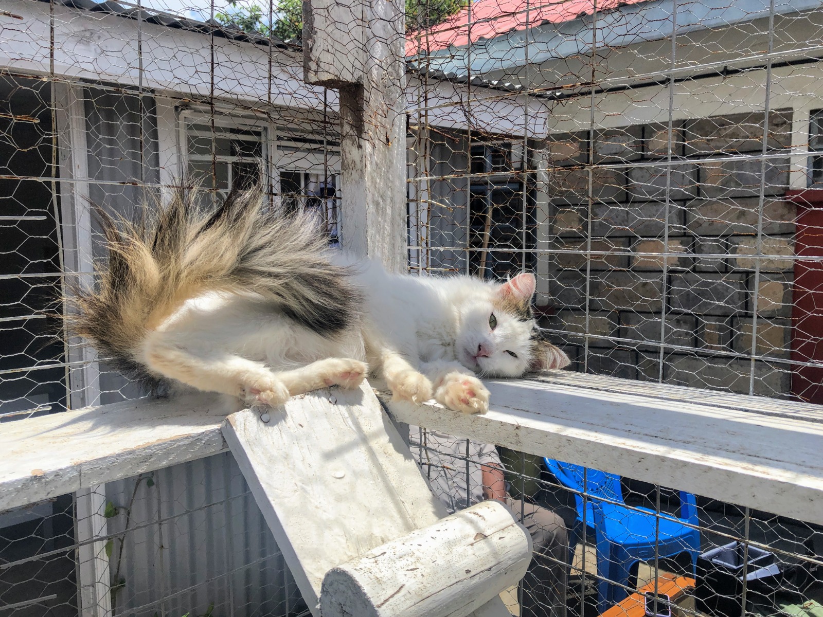 A white-and-tabby cat resting on a platform inside a secure mesh enclosure.